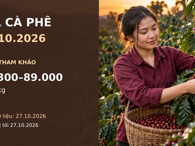 Giá cà phê hôm nay 28.10.2026: Robusta và Arabica cùng chịu áp lực