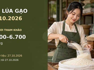 Giá lúa gạo hôm nay 28.10.2026: Gạo thơm xuất khẩu được chào bao nhiêu?