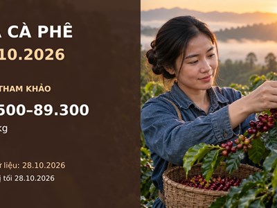 Giá cà phê hôm nay 29.10: Robusta hồi phục, Arabica còn chịu sức ép