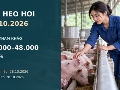 Giá heo hơi hôm nay 29.10.2026: Chờ tín hiệu sau nhịp giảm thu hẹp