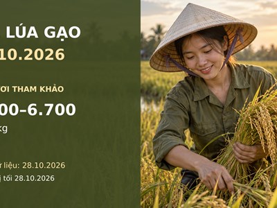 Giá lúa gạo hôm nay 29.10.2026: DS1 dẫn nhóm lúa tươi