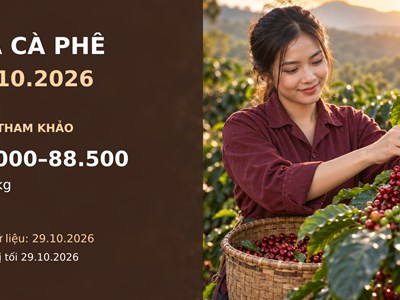 Giá cà phê hôm nay 30.10.2026: Áp lực vụ mới và diễn biến sàn đan xen