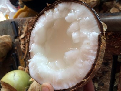 Sắp diễn ra Festival 100 năm Dừa sáp Trà Vinh