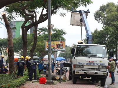 Thực hiện các giải pháp đảm bảo an toàn đối với hệ thống cây xanh