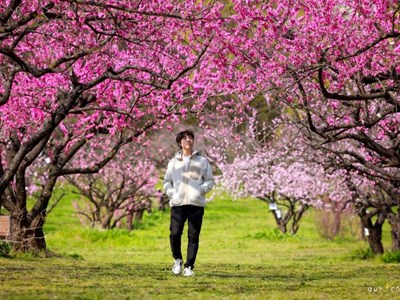 Ngắm hoa anh đào tuyệt đẹp ở Fukushima cùng Ngô Trần Hải An