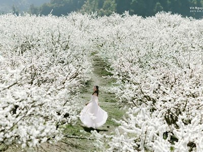 Mộc Châu đang vào mùa hoa mận đẹp nhất