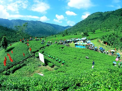 Thái Nguyên đẩy mạnh quảng bá du lịch gắn với văn hóa trà