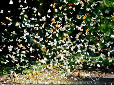 Khám phá mùa bướm rực rỡ tại Vườn quốc gia Cúc Phương