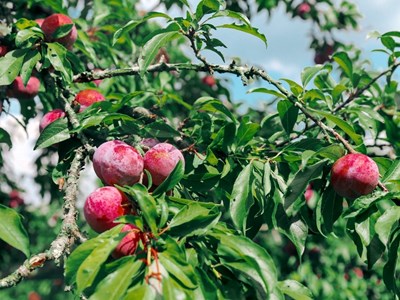 Đến Mộc Châu trải nghiệm hái mận tại vườn