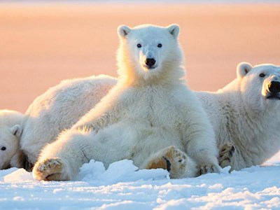 Hành trình đến những nơi xa xôi để bảo vệ Trái đất