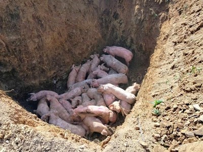 Vẫn còn hiện tượng vứt xác lợn chết vì dịch tả châu Phi bừa bãi
