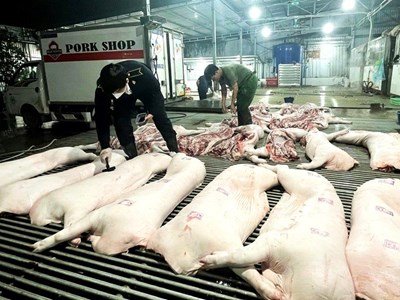 Cảnh báo đỏ dịch tả lợn châu Phi: Hà Nội tiêu hủy hơn 10.000 con