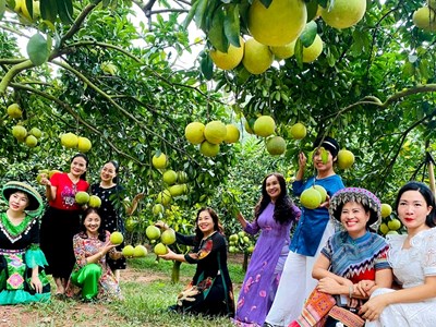 Phát triển du lịch nông thôn gắn với cây ăn quả chủ lực