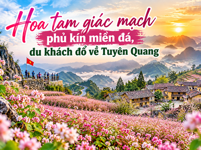 Hoa tam giác mạch phủ kín miền đá, du khách đổ về Tuyên Quang