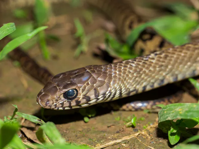 5 yếu tố khiến rắn sợ hãi, không dám bén mảng đến nhà bạn