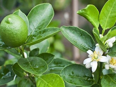 7 lý do tại sao gia đình nào cũng nên trồng ít nhất 1 cây chanh
