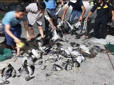 Tiếng kêu cứu trước vấn nạn “tận diệt chim trời”