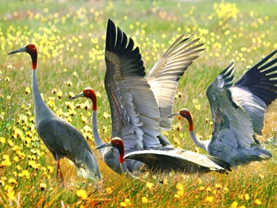 Đồng Tháp xử lý nghiêm hoạt động quảng cáo và tiêu thụ trái phép động vật hoang dã 