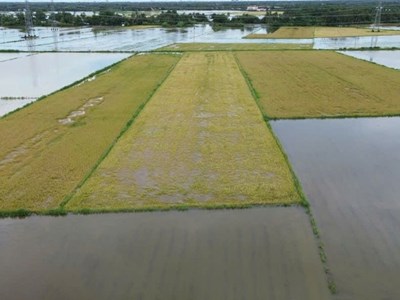 Cà Mau khắc phục 6.860ha lúa hè thu bị ngập do mưa lớn kéo dài