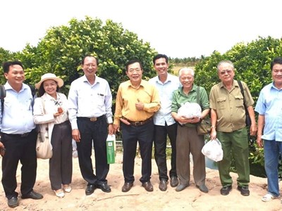 Thích thú với vườn mận hồng Sân Tiên thu về hàng chục tỉ đồng mỗi năm ở xứ Cù Lao Dung