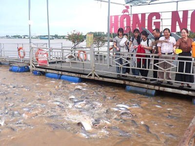 Đồng Tháp “biến” khu bảo tồn cá tự nhiên với số lượng lớn, thành điểm du lịch 