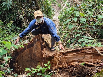 Gia Lai: Quản lý yếu kém, gần 10.000 ha rừng bị phá hoại