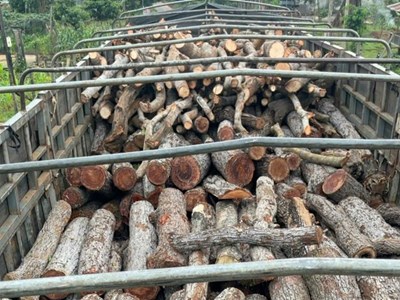 Gia Lai: Tạm giữ xe chở gỗ rừng trái phép 