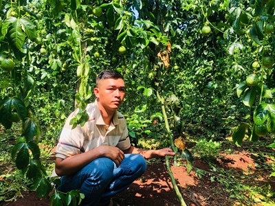 Vườn chanh dây đang thu hoạch bị kẻ gian phá hoại 