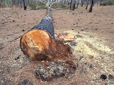 Rừng thông Đắk Đoa “chảy máu” giữa dự án sân golf FLC bỏ hoang