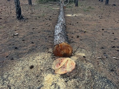 Vào cuộc xác minh vụ “rừng thông chảy máu” giữa dự án sân golf FLC bỏ hoang 