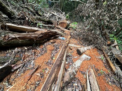 Rừng phòng hộ ở xã phía Tây “chảy máu”, chủ rừng báo cáo gian dối?