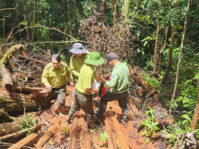 Chi cục Kiểm lâm xác nhận có dấu vết cưa xẻ, đề nghị kiểm điểm trách nhiệm chủ rừng