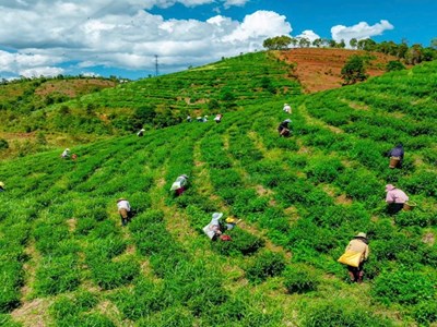 Xã Kon Plông (Quảng Ngãi): Hành trình kiến tạo điểm đến xanh giữa đại ngàn Tây Nguyên