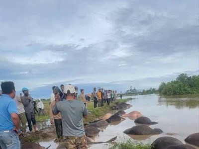 Đắk Lắk: 23 con trâu bị ngạt nước do mưa lớn sau bão số 13