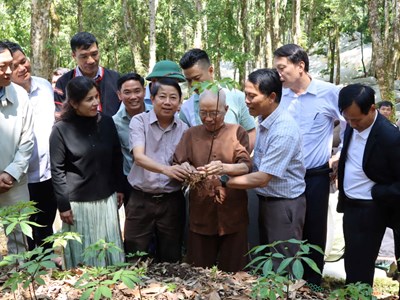 Quảng Ngãi: Trao “vốn quý” sâm Ngọc Linh, tiếp lửa khởi nghiệp cho thanh niên vùng cao