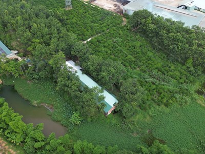 Trang trại heo bị tố ô nhiễm, cơ quan chuyên môn “chưa biết”?