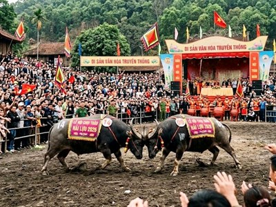 Lễ hội chọi trâu Hải Lựu: đậm đà bản sắc Việt