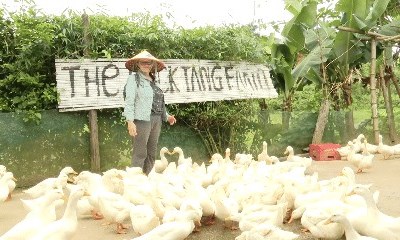 Khách du lịch quốc tế thích thú khi “chơi với vịt“