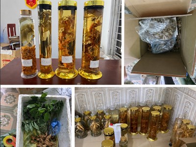 Khởi tố người phụ nữ tráo Sâm Lai Châu thành Sâm Ngọc Linh