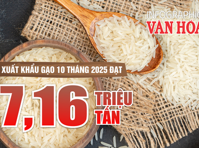 (Infographic) Xuất khẩu gạo Việt Nam giảm mạnh giá trị sau 10 tháng 2025