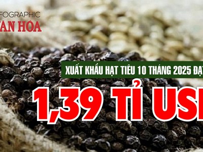 (Infographic) Xuất khẩu hạt tiêu lập kỷ lục mới: Kim ngạch 1,39 tỉ USD trong 10 tháng