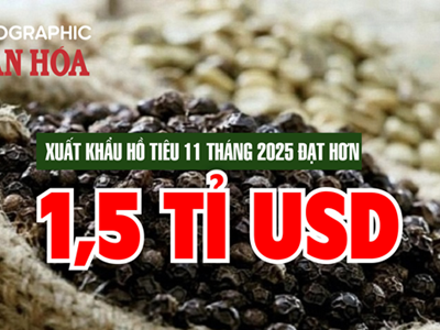 (Infographic) Ngành hồ tiêu đạt kỷ lục xuất khẩu hơn 1,5 tỉ USD trong 11 tháng năm 2025