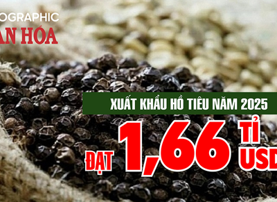 (Infographic) Xuất khẩu hồ tiêu năm 2025 đạt 1,66 tỉ USD nhờ giá tăng mạnh