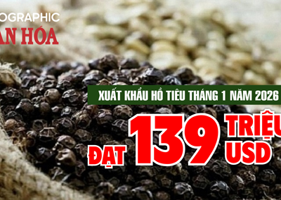 (Infographic) Xuất khẩu hồ tiêu tháng 1.2026 đạt 139 triệu USD, tăng 66,2%