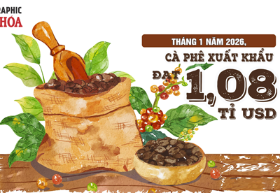 (Infographic) Xuất khẩu cà phê tháng 1.2026 đạt 1,08 tỉ USD, tăng mạnh so với cùng kỳ