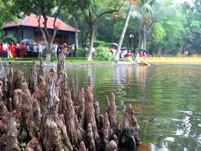  Nhớ những tháng ngày sớm hôm bên Bác