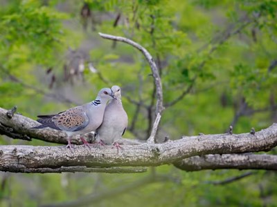 500 loài chim đứng trước nguy cơ biến mất trong 100 năm tới