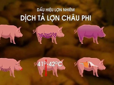 8 cách phòng chống dịch tả lợn châu Phi hiệu quả