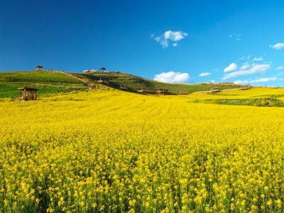 Mặt tích cực bất ngờ của cháy rừng ở Canada