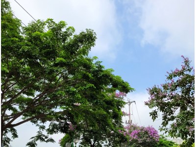 TP.HCM đề xuất phạt lao động công ích với người vi phạm giao thông